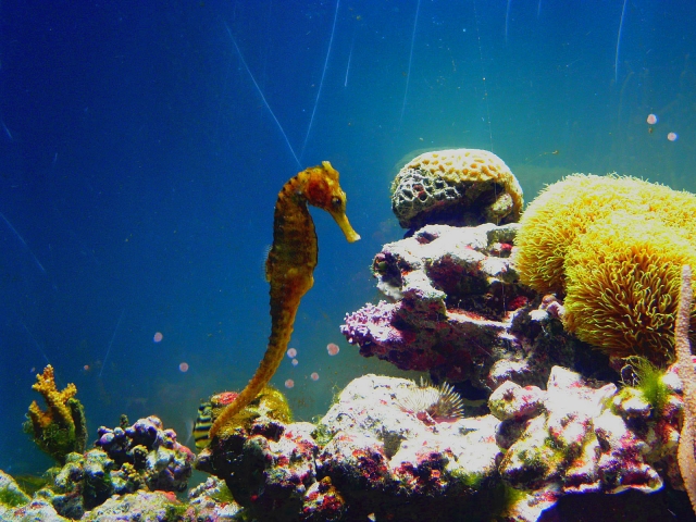 タツノオトシゴの写真素材（写真AC）